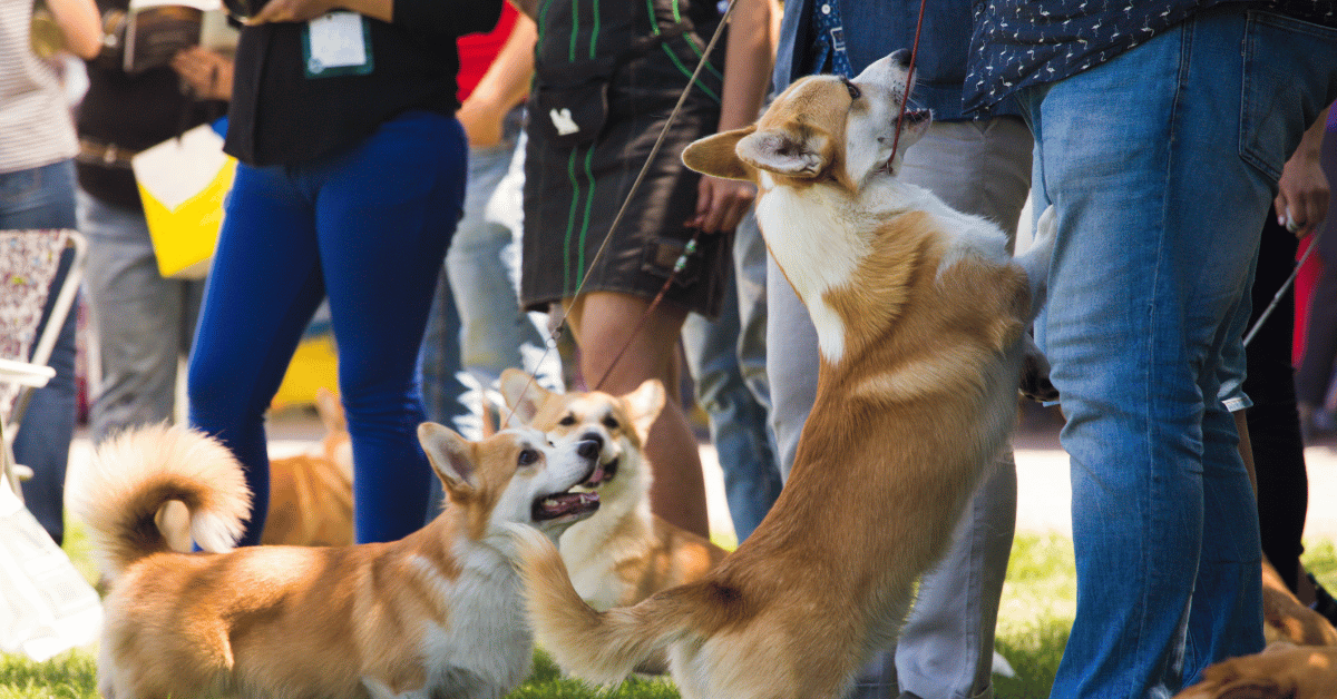 Featured image for “Get Ready to Bark & Bond at Westside Park on May 4th”