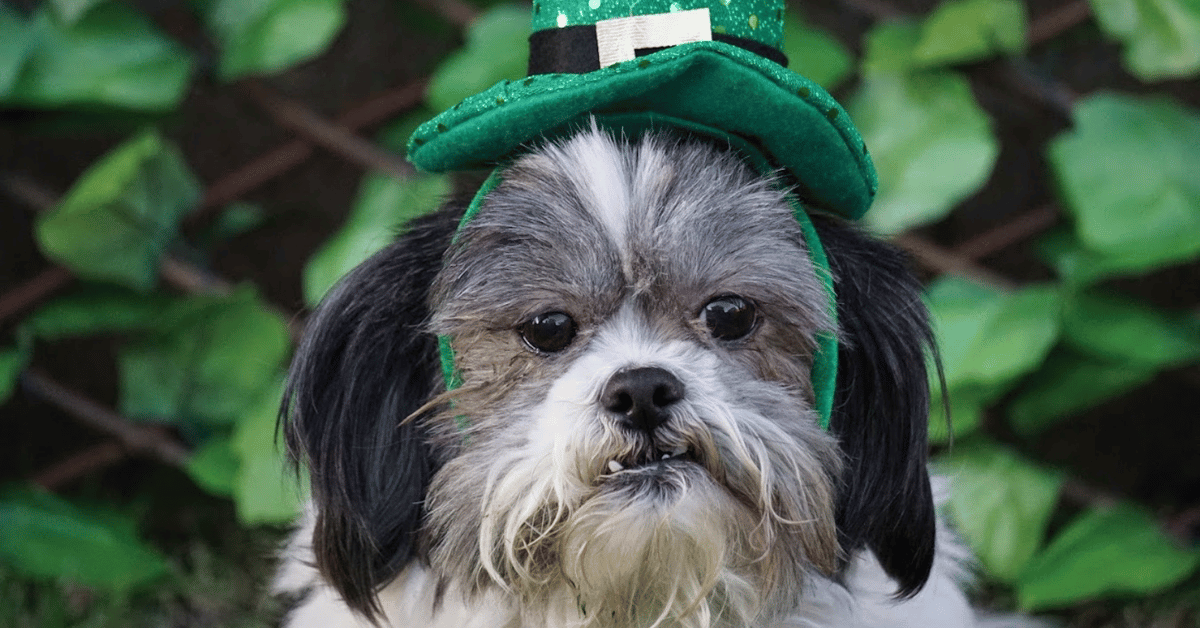 Featured image for “St. Pat’s & Beyond: Spring 2025 Dog Festivals in Atlanta”