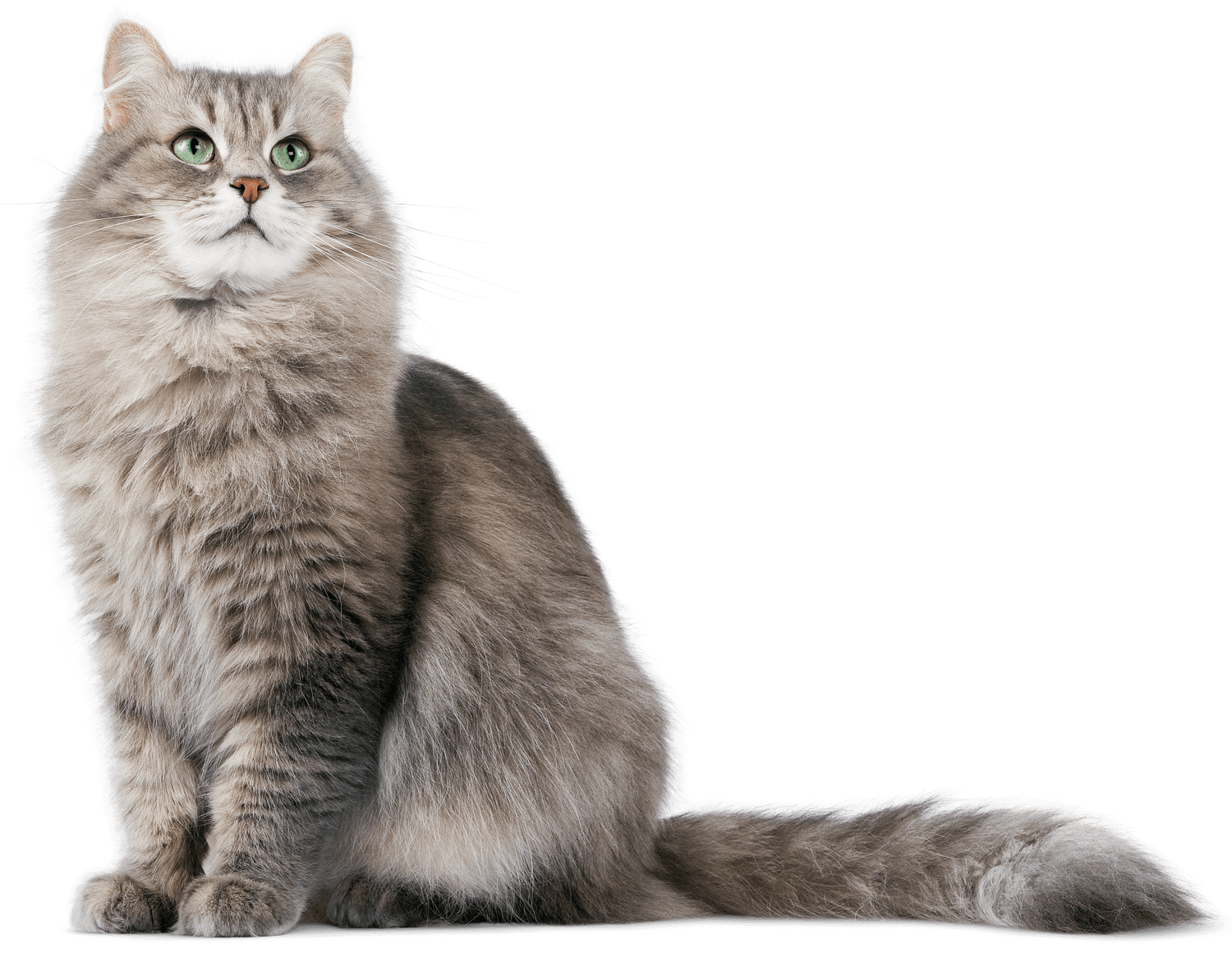 Cat png50491
