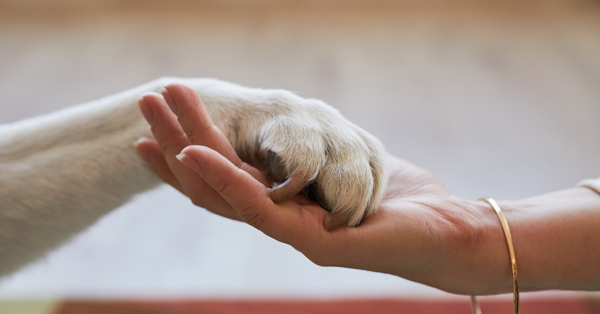 Featured image for “A Celebration of Buckhead Pet Pals’ Hardworking Pet Sitters and Dog Walkers”