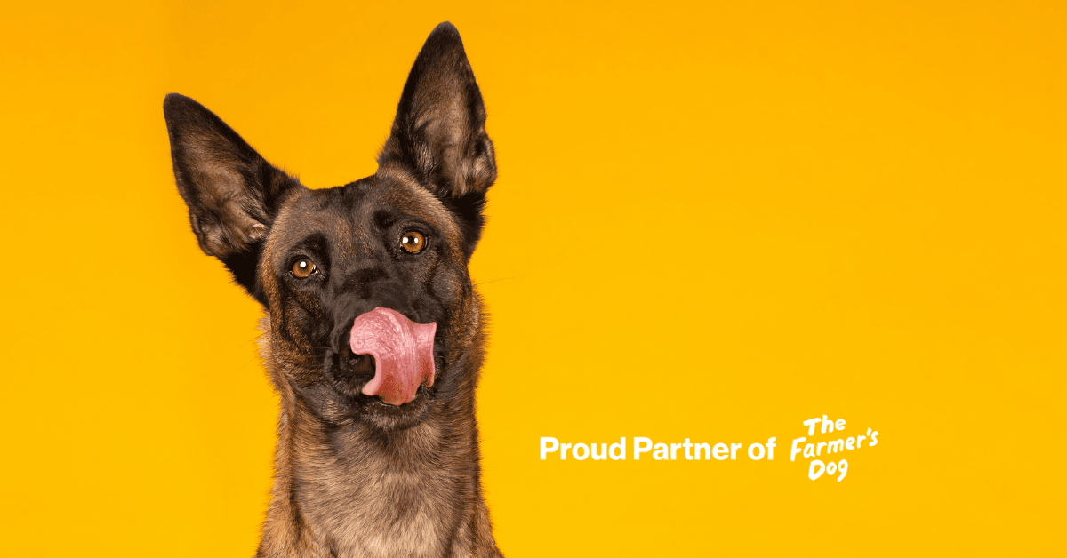 Featured image for “Healthier & Happier: Transitioning Our Dog to The Farmer’s Dog”