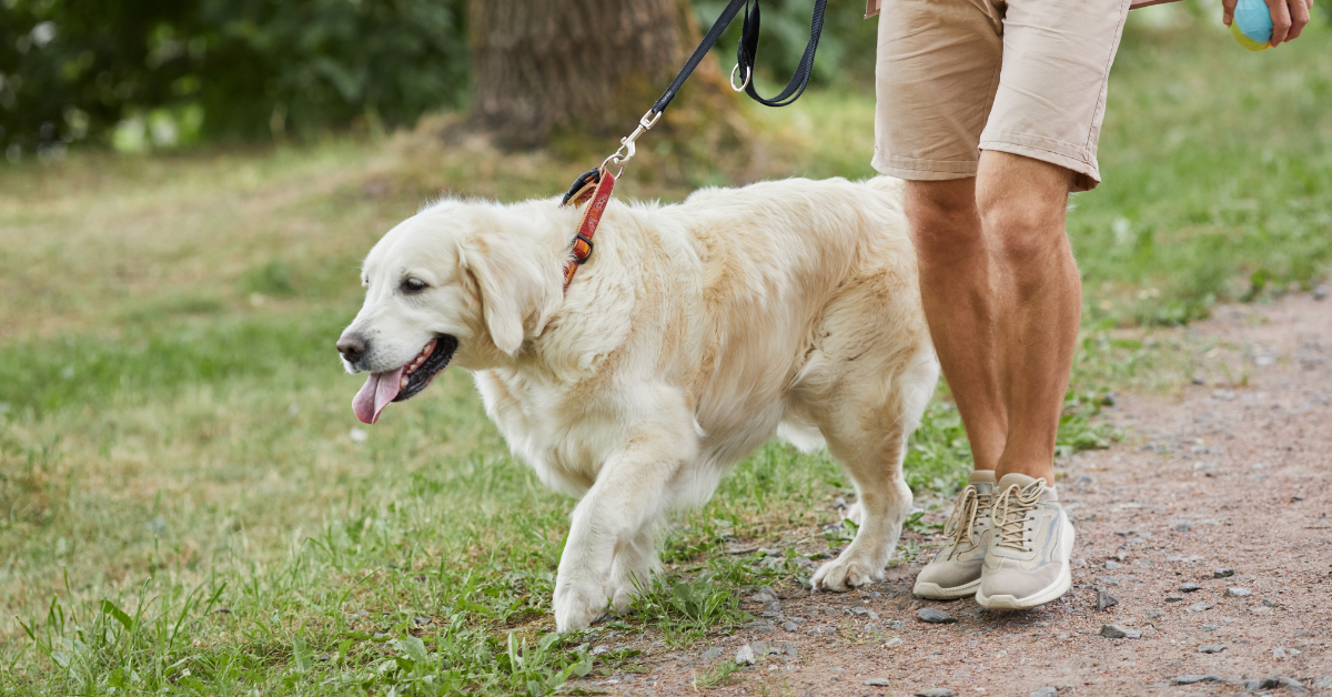 Featured image for “National Walk Your Dog Week: Celebrating 5 Joys of Dog Walking”