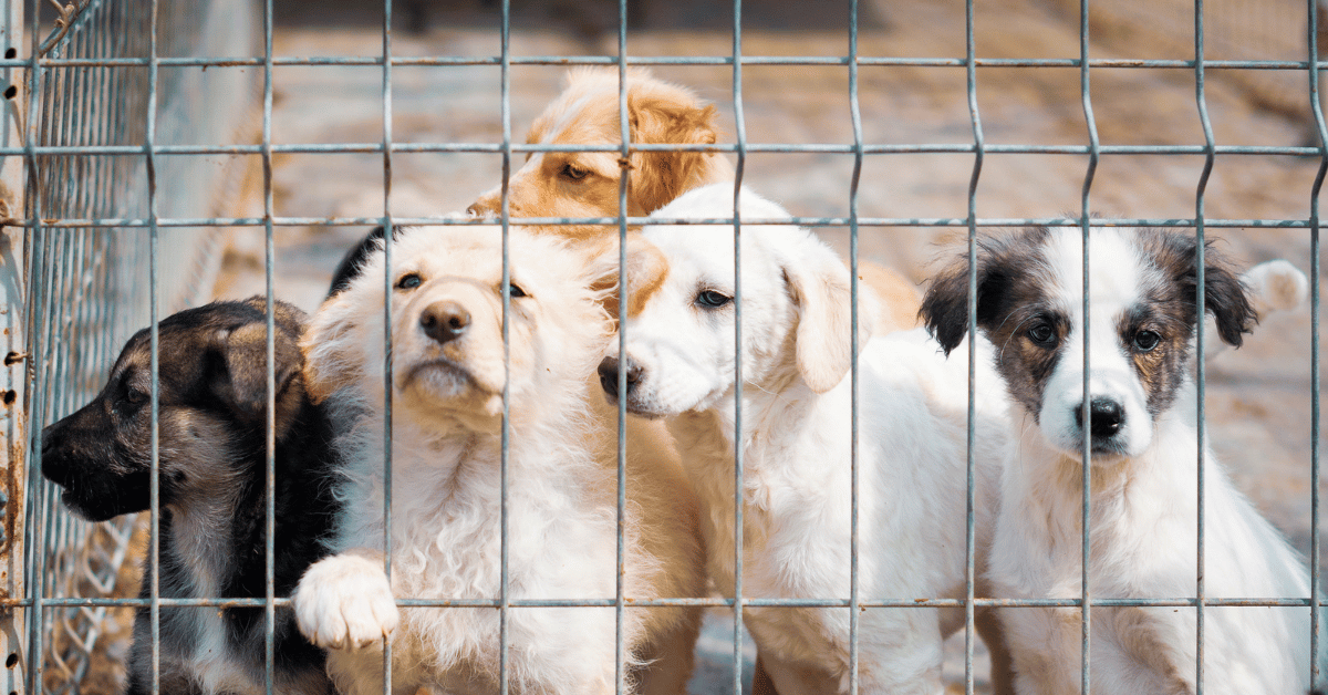 Featured image for “Good and Bad News Out of Atlanta’s Animal Rescues & Shelters”