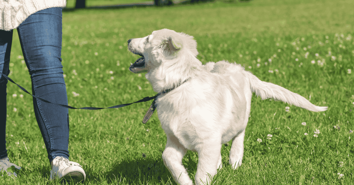 Featured image for “Buckhead Pet Pals Named One of the Best Dog Walkers in Atlanta”