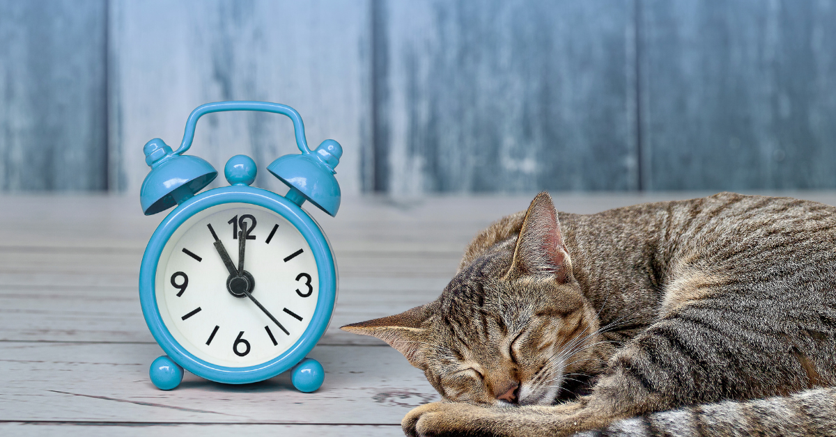 Featured image for “Buckhead Pet Pals’ Office Hours & Communication Policies”