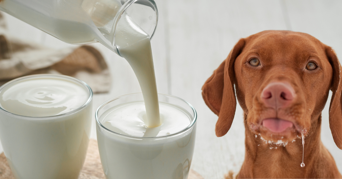 Featured image for “Beat the Heat: Dog-Friendly Frozen Treats”