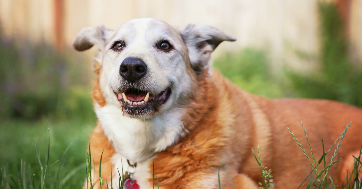 Featured image for “Senior Pet Month in Atlanta: The Benefits of Sharing Life with Senior Pets”