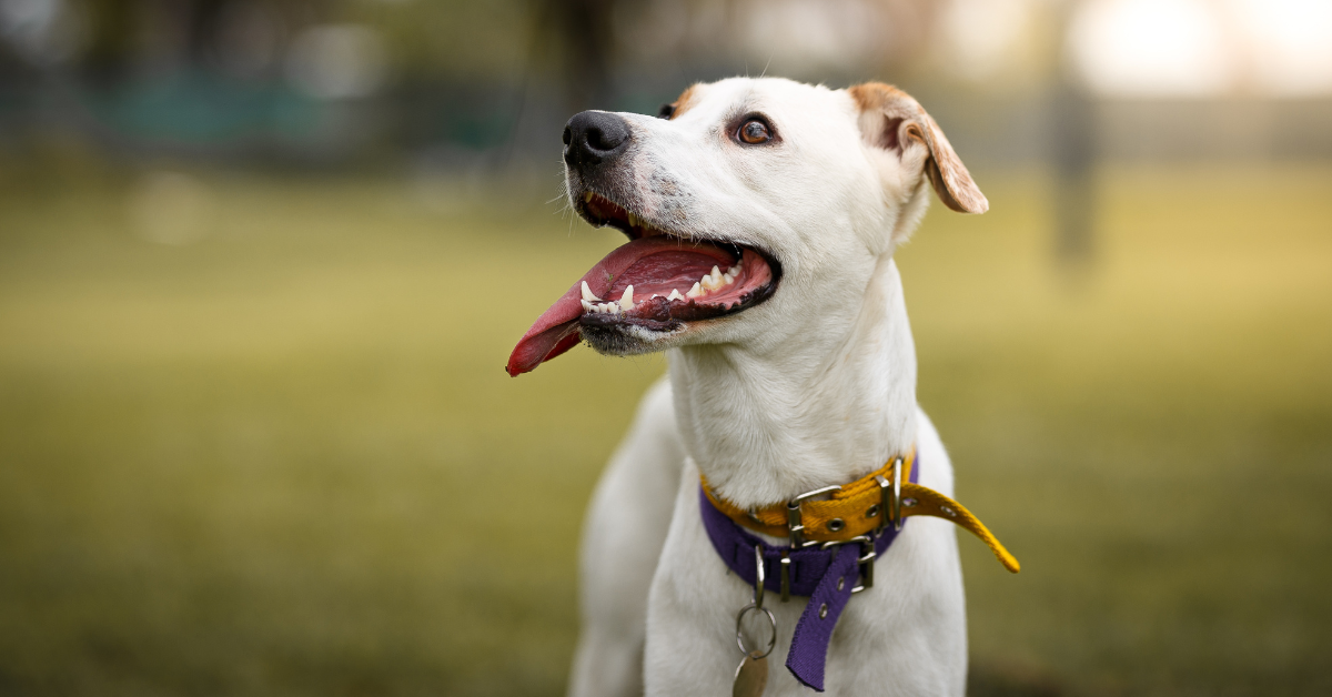 Featured image for “Top Dog Park in Metro Atlanta: Essential Tips for a Safe Dog Park Visit”