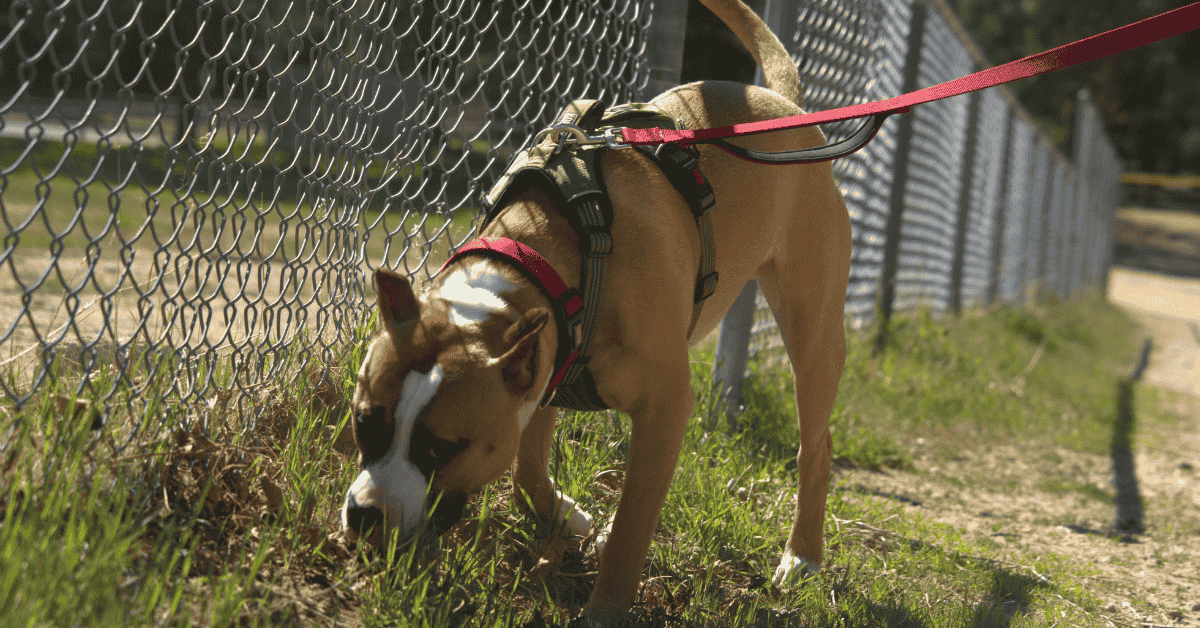 Featured image for “Sensory Play Disguised as a Dog Walk”