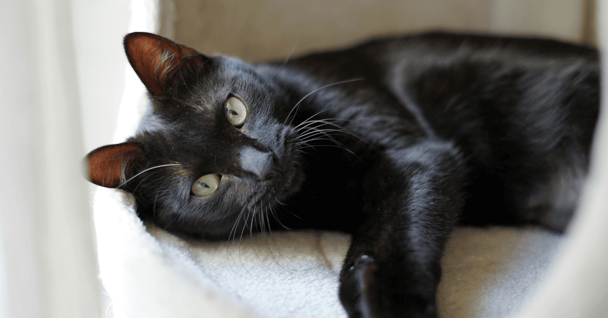 Featured image for “National Black Cat Appreciation Day in Atlanta”