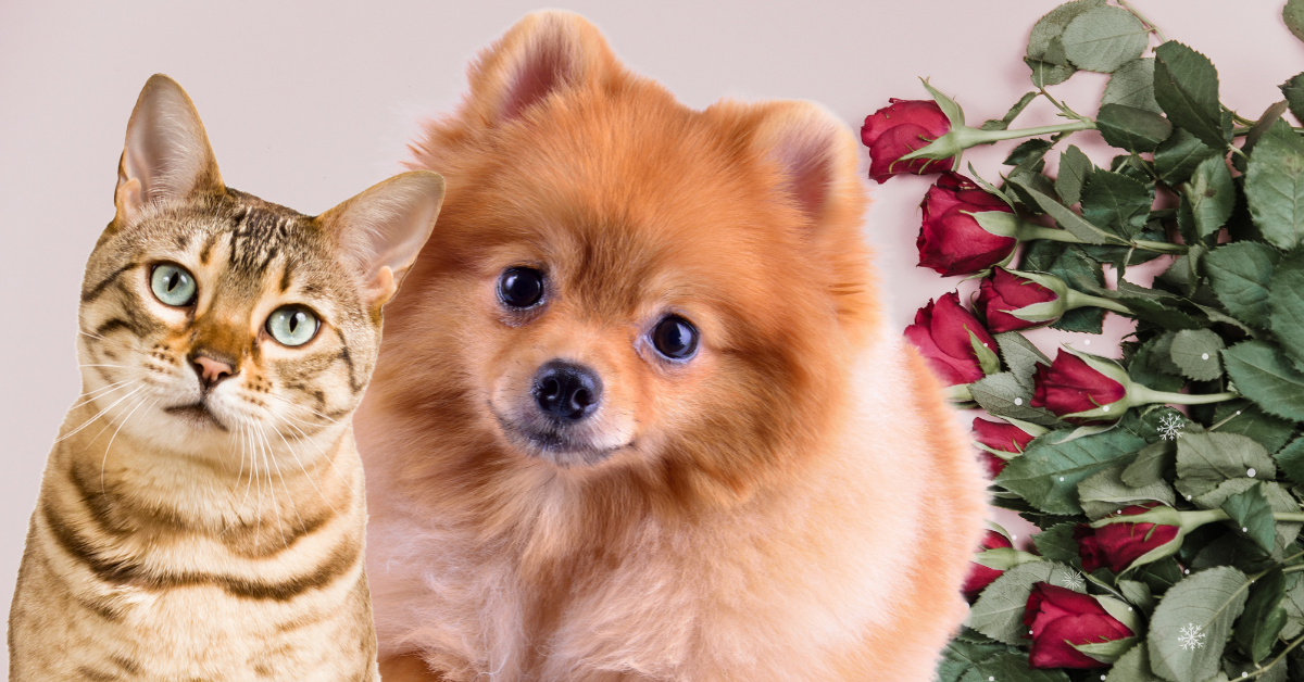 Featured image for “Love Your Pet with Exercise: A Valentine’s Day Gift for Health and Longevity”