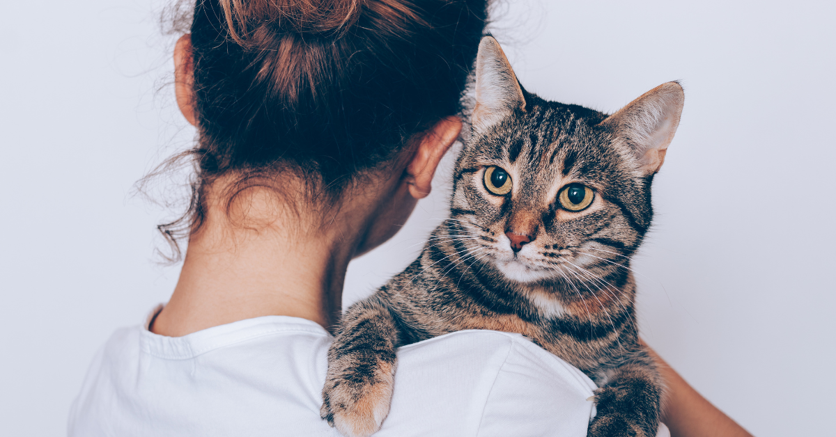 Featured image for “Celebrating Feline Affection On Their Terms”