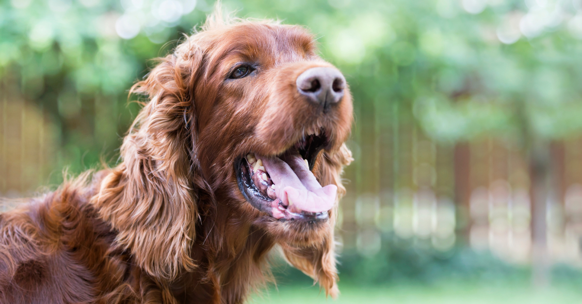 Featured image for “Keeping Your Pets Cool in Atlanta’s Scorching Heat”